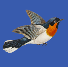 Das ist ein fliegender Vogel.